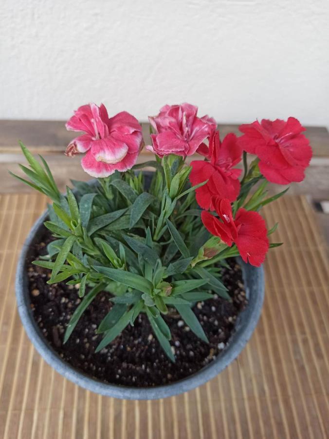 Vasiliki Apartman Szaloniki Kültér fotó
